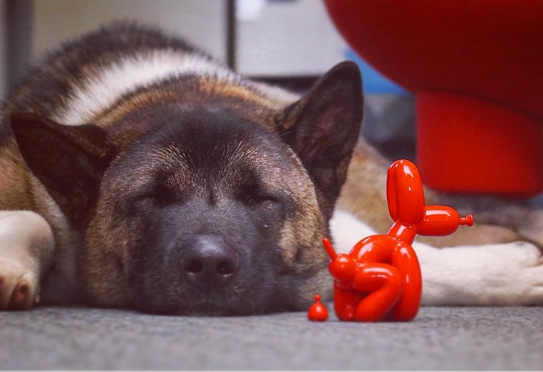 Seb Whatshisname's Balloon Dog Taking a Poop is Back! SpankyStokes